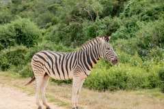 Addo Elephant Park