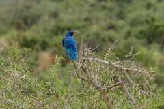 Addo Elephant Park