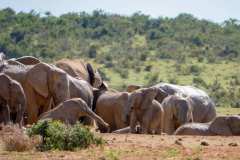 Addo Elephant Park