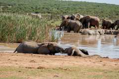 Addo Elephant Park