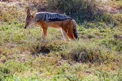 Addo Elephant Park