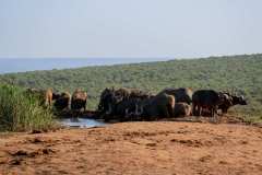 Addo Elephant Park