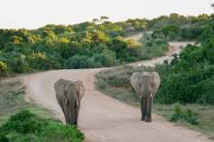 Addo Elephant Park