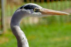 TenikwaTenikwa Wildlife Rehabilitation & Awareness Centre bei Plettenberg