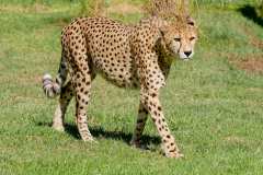 TenikwaTenikwa Wildlife Rehabilitation & Awareness Centre bei Plettenberg