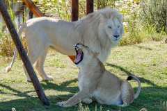 TenikwaTenikwa Wildlife Rehabilitation & Awareness Centre bei Plettenberg