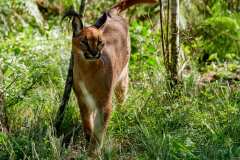 TenikwaTenikwa Wildlife Rehabilitation & Awareness Centre bei Plettenberg