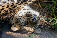 TenikwaTenikwa Wildlife Rehabilitation & Awareness Centre bei Plettenberg