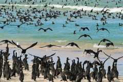 Das De Mond Nature Reserve 