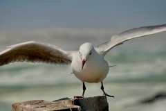 Im West Coast Nationalpark
