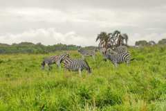 Unterwegs im iSimangaliso Wetland Park