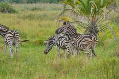 Unterwegs im iSimangaliso Wetland Park