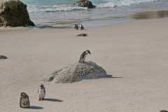 Pinguinkolonie am Boulders Beach in Simons Town