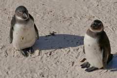 Pinguinkolonie am Boulders Beach in Simons Town