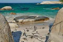 Pinguinkolonie Boulders Bay