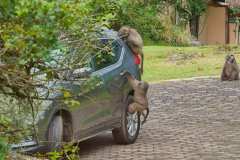 Paviane untersuchen unser Auto im Thendele Camp in den Drakensberge