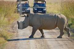 In der Ndaka Safari Lodge und unterwegs im Nambiti Private Reserve. Die Pirschfahrten sind inklusive.