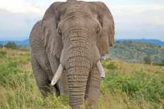 In der Ndaka Safari Lodge und unterwegs im Nambiti Private Reserve. Die Pirschfahrten sind inklusive.