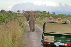 In der Ndaka Safari Lodge und unterwegs im Nambiti Private Reserve. Die Pirschfahrten sind inklusive.