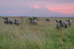 In der Ndaka Safari Lodge und unterwegs im Nambiti Private Reserve. Die Pirschfahrten sind inklusive.