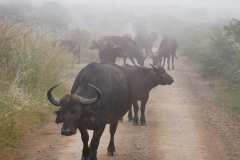 In der Ndaka Safari Lodge und unterwegs im Nambiti Private Reserve. Die Pirschfahrten sind inklusive.