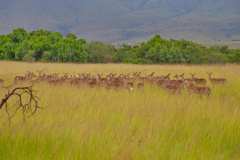 Im Ithala Game Reserve. Unterkunft im Ntshondwe Camp