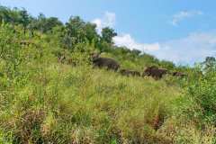 Unterwegs im  Hluhluwe iMfolozi Park