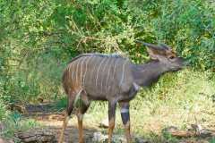 Unterwegs im  Hluhluwe iMfolozi Park