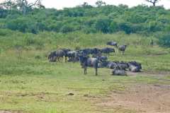 Unterwegs im  Hluhluwe iMfolozi Park