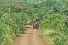 Unterwegs im  Hluhluwe iMfolozi Park