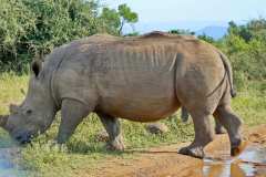 Unterwegs im  Hluhluwe iMfolozi Park