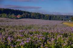 Schwaney im Naturpark südl.Teutoburger Wald / Eggegebirge