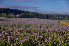 Schwaney im Naturpark südl.Teutoburger Wald / Eggegebirge