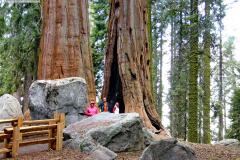 Sequoia NP