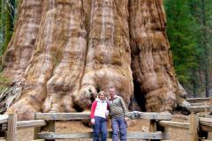 Sequoia NP