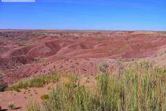 Petrified Forest