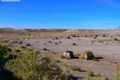 Petrified Forest