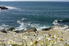 San Diego, La Jolla