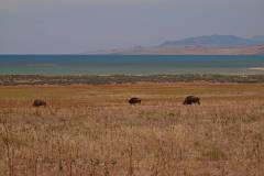 Antelope Island bei SLC