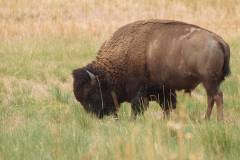 Antelope Island - Utah