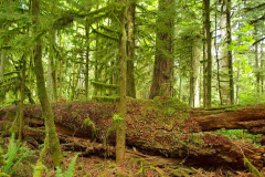 MacMillan Park, Vancouver Island - Kanada