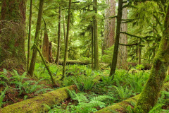 MacMillan Park, Vancouver Island - Kanada