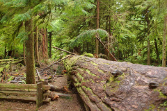 MacMillan Park, Vancouver Island - Kanada