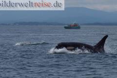 Whale Watching Vancouver Island