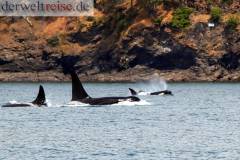 Whale Watching Vancouver Island