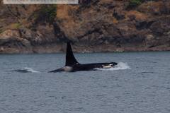 Whale Watching Vancouver Island