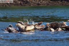 Whale Watching Vancouver Island