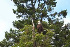 Whale Watching Vancouver Island