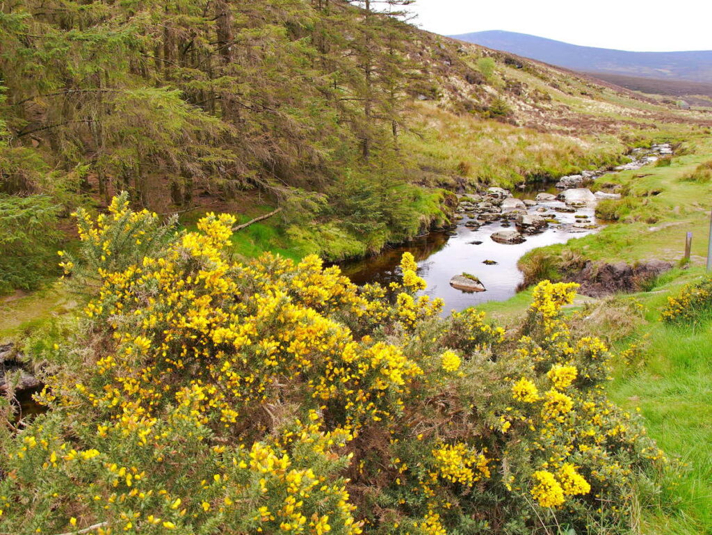 Wicklow Mountains